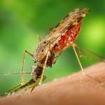 День борьбы с малярией в Америке